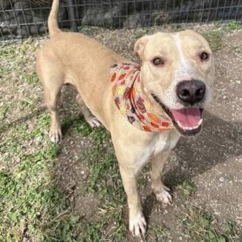 Rescue Yellow Labrador Retriever and Mixed Breed Dogs for Adoption in New Orleans, Louisiana - Paddington Bear | PetCurious