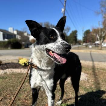 Rescue Border Collie Dogs for Adoption in Columbia, South Carolina - Moose | PetCurious