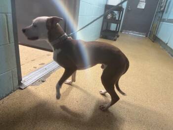 Mr. Willow -  Mixed Breed Dog for Adoption in Cincinnati, Ohio - Mr. Willow | PetCurious
