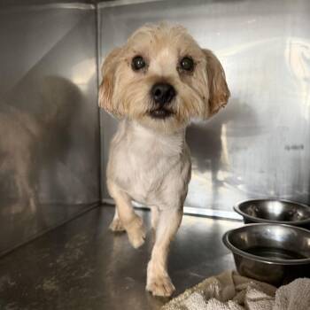 Mailbox -  Yorkshire Terrier Dog for Adoption in Northbrook, Illinois - Mailbox | PetCurious