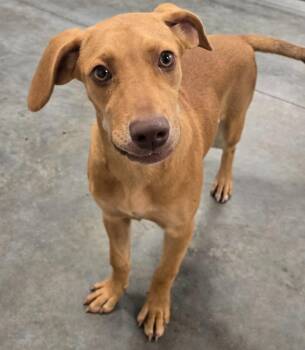 LACEY -  Retriever and Hound Dog for Adoption in Sandusky, Ohio - LACEY | PetCurious