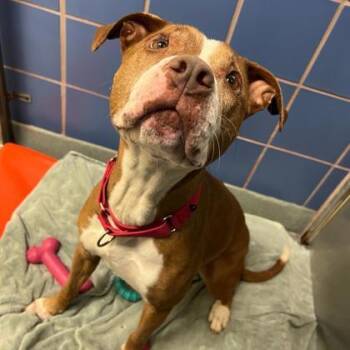 Soundgarden -  Boxer and Mixed Breed Dog for Adoption in Richmond, Virginia - Soundgarden | PetCurious