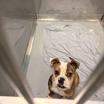 Tech Soup -  Mixed Breed Dog for Adoption in Davenport, Iowa - Tech Soup | PetCurious