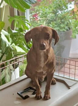 Rescue Dachshund Dogs for Adoption in Omaha, Nebraska - Edwin | PetCurious