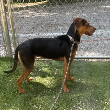 Lela -  Black And Tan Coonhound and Mixed Breed Dog for Adoption in Tuscaloosa, Alabama - Lela | PetCurious
