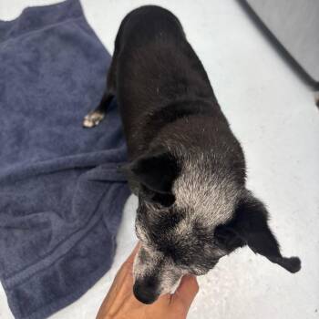 CSAS-Stray-947 -  Chihuahua Dog for Adoption in Springtown, Texas - CSAS-Stray-947 | PetCurious
