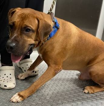 Rescue Mixed Breed Dogs for Adoption in Honolulu, Hawaii - 59753271 | PetCurious