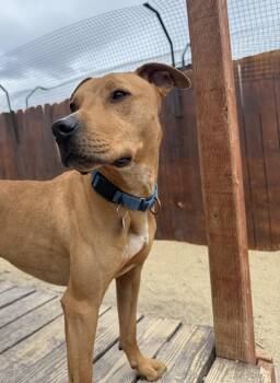 Axel -  Pit Bull Terrier Dog for Adoption in Incline Village, Nevada - Axel | PetCurious