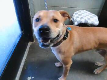 HENRY -  American Staffordshire Terrier and Mixed Breed Dog for Adoption in Tulsa, Oklahoma - HENRY | PetCurious