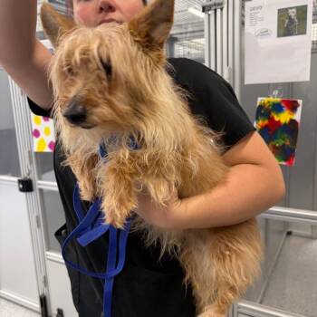 Daenerys -  Mixed Breed Dog for Adoption in Mentor, Ohio - Daenerys | PetCurious