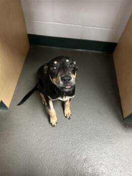 NATALIE -  Rottweiler and Mixed Breed Dog for Adoption in Corpus Christi, Texas - NATALIE | PetCurious