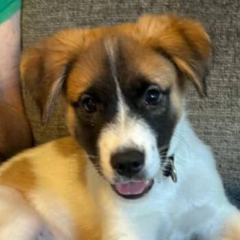 Schnappi -  Mixed Breed Dog for Adoption in Normal, Illinois - Schnappi | PetCurious