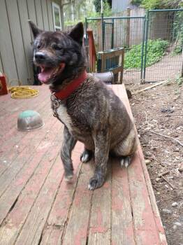 Akita Dogs Available for Adoption in Shelton, Washington - Kina  | PetCurious