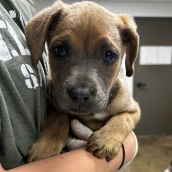 Australian Cattle Dog Blue Heeler and Mixed Breed Dogs Available for Adoption in Cleveland, Mississippi - Espresso Con Panna | PetCurious