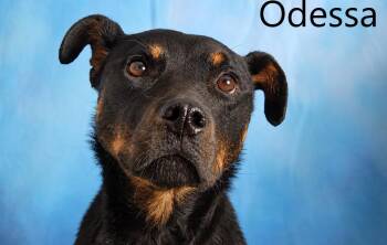 Odessa -  Rottweiler and Shepherd Dog for Adoption in Mount Vernon, Ohio - Odessa | PetCurious