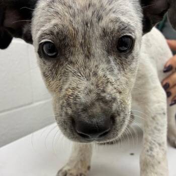 Australian Cattle Dog Blue Heeler Dogs Available for Adoption - Valentino | PetCurious