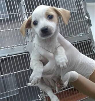 BLISS -  Parson Russell Terrier and Mixed Breed Dog for Adoption in Salinas, California - BLISS | PetCurious