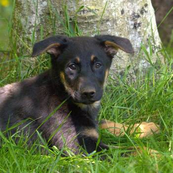 Rescue German Shepherd Dog Dogs for Adoption in Hoquiam, Washington - Peanut | PetCurious