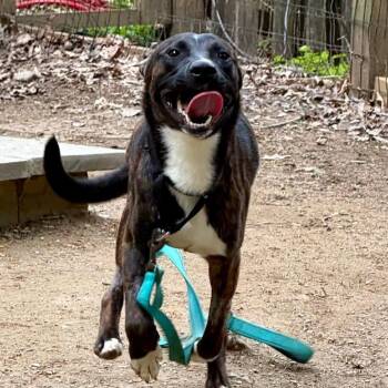 Pit Bull Terrier Dogs Available for Adoption in West Chester, Pennsylvania - Byson | PetCurious