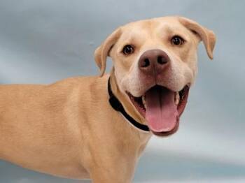 Woody -  Labrador Retriever and Pit Bull Terrier Dog for Adoption in Minneapolis, Minnesota - Woody | PetCurious