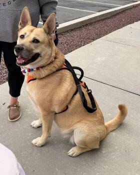 Misty-Lou -  German Shepherd Dog and Black Mouth Cur Dog for Adoption in Houston, Texas - Misty-Lou | PetCurious