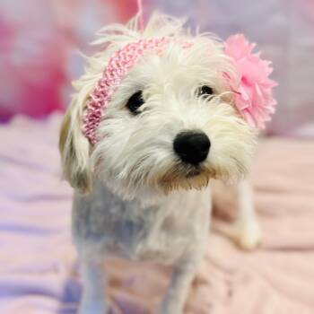Maltipoo Dogs Available for Adoption - Tiana  | PetCurious
