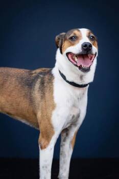 IYO -  Hound and Mixed Breed Dog for Adoption in Belleville, Illinois - IYO | PetCurious