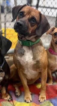 Brownie aka Browny #A-143395 -  Chihuahua and Dachshund Dog for Adoption in Silsbee, Texas - Brownie Aka Browny #A-143395 | PetCurious