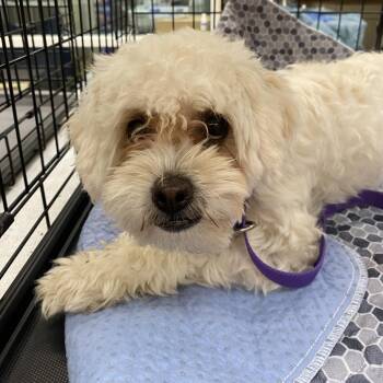 WAGS-Stray-22152 -  Poodle Dog for Adoption in Westminster, California - WAGS-Stray-22152 | PetCurious