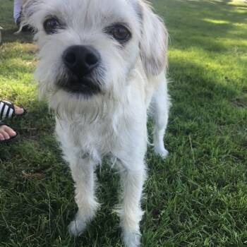 CHARLIE -  Beagle and Poodle Dog for Adoption in Tustin, California - CHARLIE | PetCurious