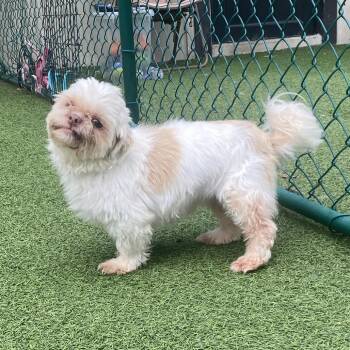 Baylen 3663 -  Shih Tzu and None Dog for Adoption in Loxahatchee Groves, Florida - Baylen 3663 | PetCurious