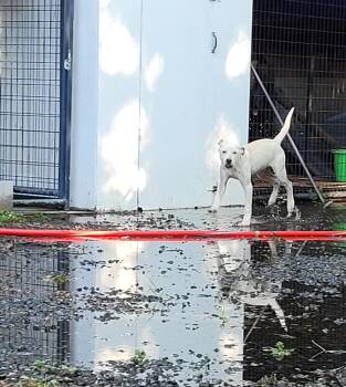 Rescue Labrador Retriever Dogs for Adoption in Muskogee, Oklahoma - Angel | PetCurious