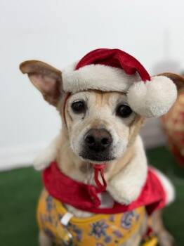 Corgi and Chihuahua Dogs Available for Adoption - Cookie | PetCurious