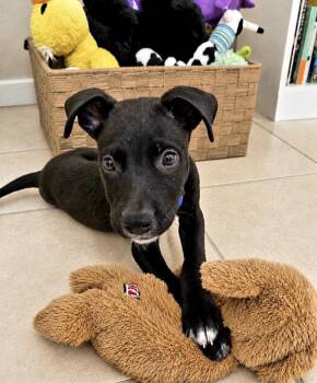 Baby Ollie -  Black Labrador Retriever Dog for Adoption in Scottsdale, Arizona - Baby Ollie | PetCurious
