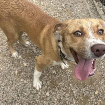 Mixed Breed Dogs Available for Adoption in Auburn, Alabama - Julian | PetCurious