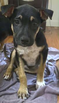 Ajay -  Mixed Breed Dog for Adoption in Northwood, New Hampshire - Ajay | PetCurious