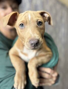 Rescue Pit Bull Terrier and Mixed Breed Dogs for Adoption in Honolulu, Hawaii - Rory | PetCurious