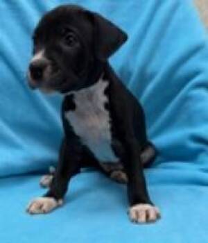 Wolfie -  Pit Bull Terrier and Mixed Breed Dog for Adoption in Kansas City, Missouri - Wolfie | PetCurious