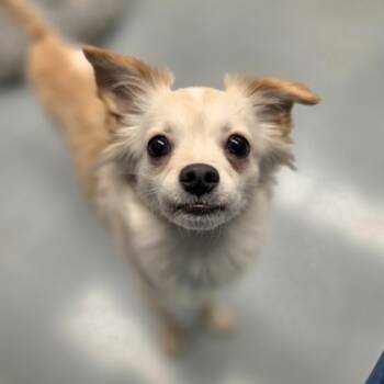 Rescue Chihuahua and Mixed Breed Dogs for Adoption in Westland, Michigan - Pecan Sandie | PetCurious