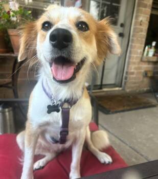 Rescue Border Collie Dogs for Adoption in The Woodlands, Texas - Gracie | PetCurious