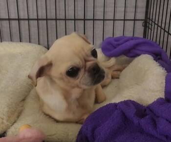 Chicken Noodle Boop -  Pug Dog for Adoption in Kimberlin Heights, Tennessee - Chicken Noodle Boop | PetCurious