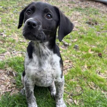 German Shorthaired Pointer Dogs Available for Adoption - Junie B. Jones | PetCurious
