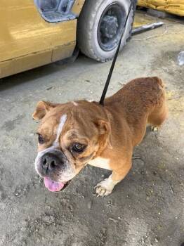 JENGA -  English Bulldog and Mixed Breed Dog for Adoption in Doral, Florida - JENGA | PetCurious
