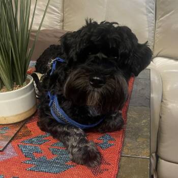 Fred -  Shih Tzu Dog for Adoption in Albany, New York - Fred | PetCurious