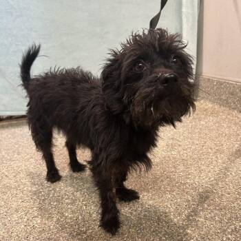 Shadow -  Terrier Dog for Adoption in San Gabriel, California - Shadow | PetCurious