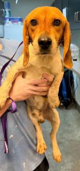 Snoopy -  Beagle and Mixed Breed Dog for Adoption in Bowling Green, Kentucky - Snoopy | PetCurious