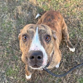 American Staffordshire Terrier Dogs Available for Adoption - Walrus | PetCurious