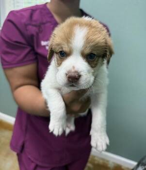 Bud- Ready end of July- apply now for this adorable cutie -  Beagle and Husky Dog for Adoption in Conway, South Carolina - Bud- Ready End Of July- Apply Now For This Adorable Cutie | PetCurious