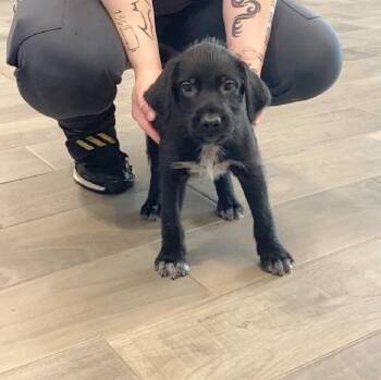 Woody -  German Wirehaired Pointer Dog for Adoption in Nevada, Missouri - Woody | PetCurious