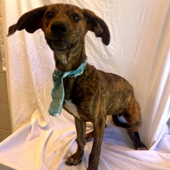 Carmalt -  Mixed Breed Dog for Adoption in Canal Winchester, Ohio - Carmalt | PetCurious